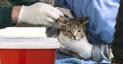 spay veterinary neuter bideawee